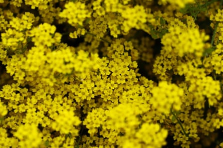Yellow flowers of ‘gold dust’ fill the frame