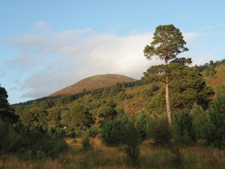 The forested landscape of Glen Feshie.