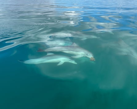 Adult female dolphin with calf swimming alongside her