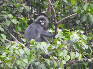 Um langur popa encontrado nas proximidades do Monte Popa, Myanmar. Pelo menos uma centena de novas espécies, de macacos a mexilhões, foram encontradas em Mianmar na última década, de acordo com conservacionistas que disseram que as abundantes descobertas feitas durante o fugaz período de abertura do país mostraram que o país abriga uma biodiversidade surpreendente. A partir de 2010, com a identificação do macaco de nariz arrebitado de Mianmar, um pequeno primata preto conhecido como macaco espirro, os pesquisadores fizeram uma sequência incrível de descobertas, disse o grupo internacional de vida selvagem Fauna & Flora Internacional