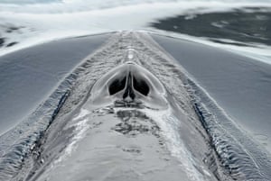 An Antarctic minke whale surfacing with blowholes open and exposed, Wilhelmina Bay