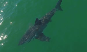 Shark Park Group Of Great Whites Find Unexpected Home Off