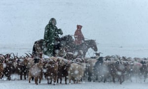 Herders tend their flock in the midst of a winter storm.