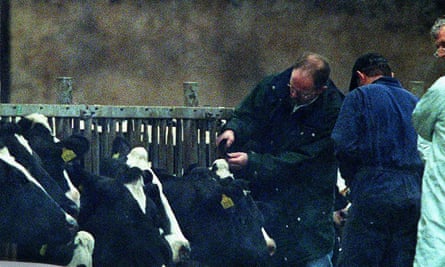 A vet examines cows