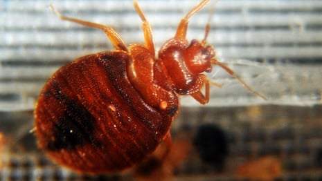 Bedbugs spotted on trains, in cinemas and accommodation across France