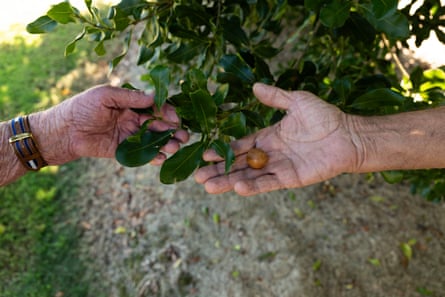 The hands of Ian McConachie (L) and Traditional Owner Russell Bennet (R) point out a macadamia nut on an M. integrifolia tree