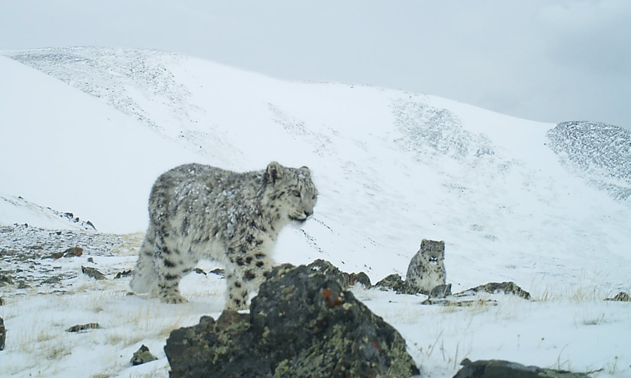 A snow leopard in Russia’s Sailyugem national park taken with a camera trap. It used only to be possible to estimate snow leopard populations by following their tracks and droppings.