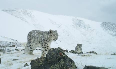 A snow leopard in Russia’s Sailyugem national park taken with a camera trap. It used only to be possible to estimate snow leopard populations by following their tracks and droppings.