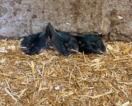 Huddled by the wall, three swallow chicks bailed from the nest.