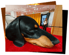 Hill sheep sales and a giant dachshund: photos of the day – Tuesday Hill sheep sales and a giant dachshund: photos of the day – Tuesday
