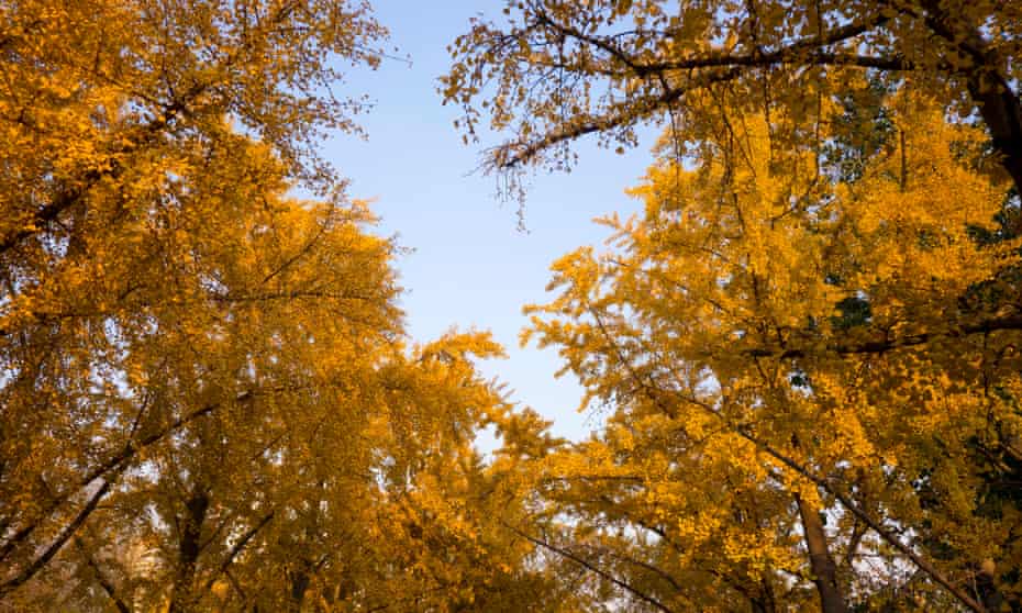 Yellow leaved gingko trees in autumn in Beijing, China.