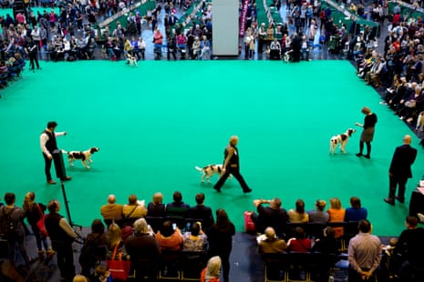 Irish red and white setters compete in Hall One at the NEC Birmingham on day three of Crufts