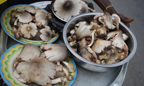 Bowls of mushrooms that have been collected from Toui-Kilibo reserve in Benin.