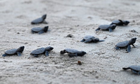 Baby hawksbill turtles crawl along the sand