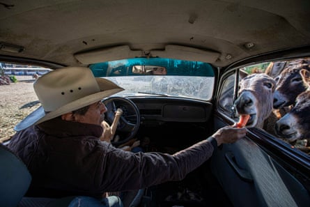 Flores feeds donkeys with carrots through a car window