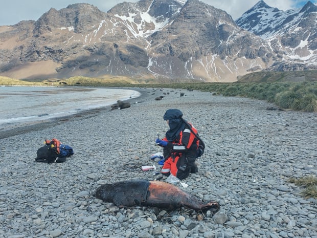 A scientist testing seals for bird flu on South Georgia