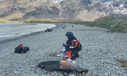 An Animal and Plant Health Agency scientist testing seals on South Georgia
