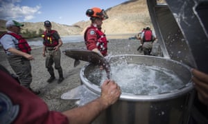 A salmon leaps out of a vessel being used to transport fish up the Fraser River.