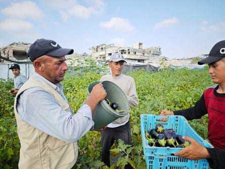 Saqer Abu Rabee tips a bucket of aubergines into a larger blue basket in a field