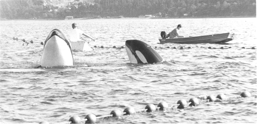 An image from 1970 shows men in boats surrounding orca whales that have been driven into an enclosure.