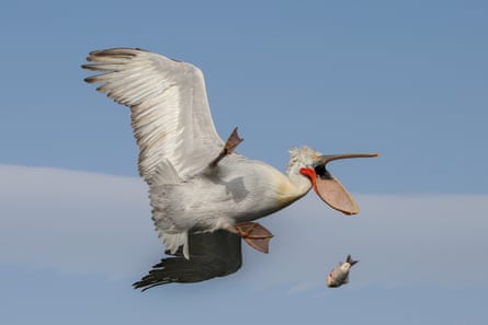 A pelican in midair with its mouth open, having just dropped a fish
