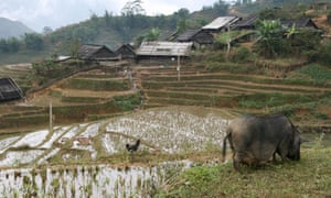 Rice terraces on the slopes of Catcat Cultural Village near Sapa, Vietnam.