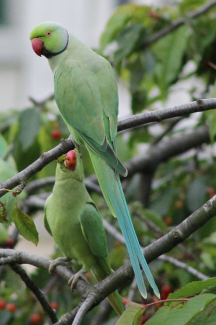 Ring-necked parakeets in Paris.