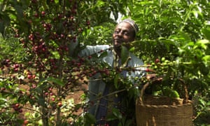 An Ethiopian coffee farmer picks coffee in his farm near Jimma, 375km south-west of Addis Ababa.