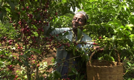 An Ethiopian coffee farmer, 234 miles south-west of Addis Ababa, harvests his crop.