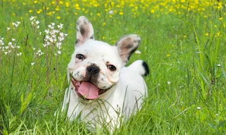 A french bulldog in a field.