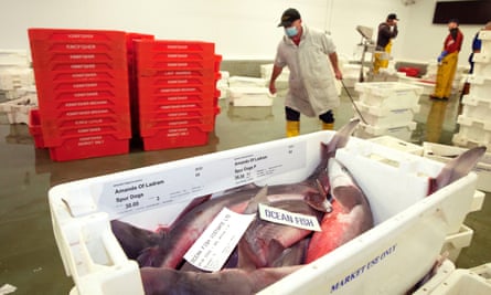 Crate of ocean fish in the sale hall at Brixham fish market
