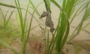 The short snouted seahorse – the extremely rare breed of seahorse has been discovered off the coast of Devon in the UK