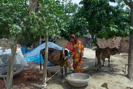 A woman stands next to a cow at a feed bowl in a yard.