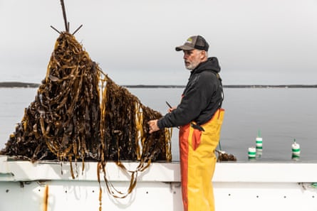 Baines is among 19 veteran lobstermen along the Maine coast who are applying their hard-earned expertise to kelp farming.