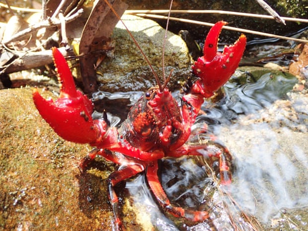 New Discoveries Amid Devastation: Spiny Crayfish in Australia 3 Close up on a spiny crayfish