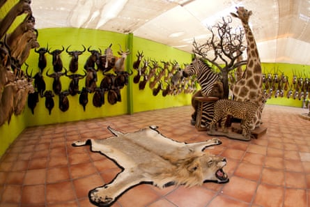 Hunters from Europe and North America shoot wildlife and stuff it as a trophy in a taxidermy workshop in Namibia, 19 May 2012