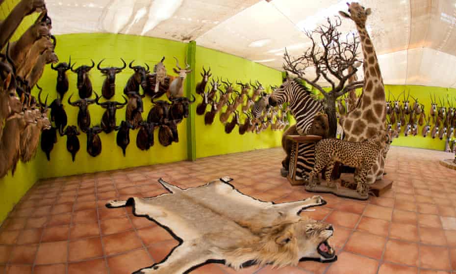 A taxidermy workshop in Namibia, where animal trophies are stuffed.