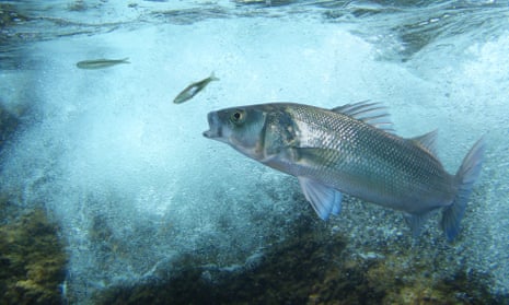 Fish Feel Pain, Science Shows — But Humans Are Reluctant To Believe It