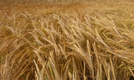Close-up of barley in the wind.