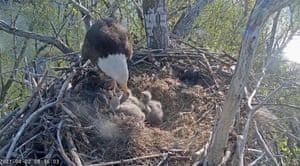 Uma popular transmissão ao vivo de águias-carecas aninhando-se dos Amigos das Águias Redding. Os três filhotes de Liberty com o parceiro Guardian nasceram entre 21 e 24 de março.