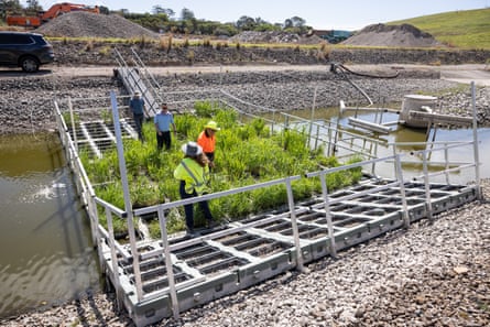 The artificial floating wetland installed in Caloundra