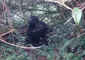 Um gorila segurando seu bebê no Parque Nacional Impenetrável de Bwindi, Uganda. Dois novos bebês gorilas foram vistos em um parque nacional onde um amado primata chamado Rafiki foi morto em junho. Um funcionário da vida selvagem de Uganda disse que as adições são parte de um baby boom na área de floresta protegida, popular entre os turistas