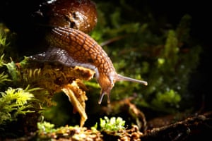 Carnivorous and capable of sniffing out prey in their mossy forest homes, these snails feed mainly on earthworms.