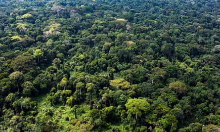 An aerial view of peatland forest in the Congo basin.