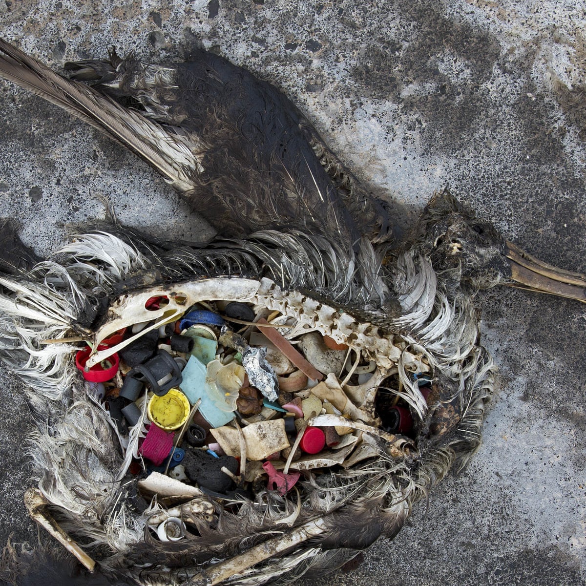 What Smells Can Kill Birds