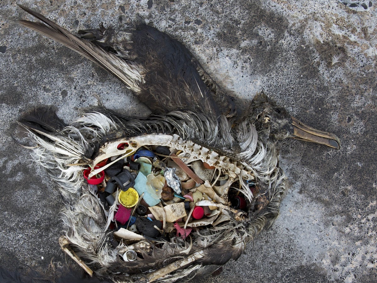 Seabirds eat floating plastic debris because it smells like ...