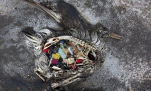 Birds and other marine creatures ingest plastic and this can lead to damage to internal organs, gut blockages or chemical build-ups in tissues.