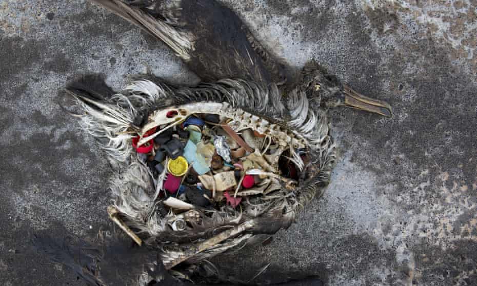 A black footed albatross chick with plastics in its stomach