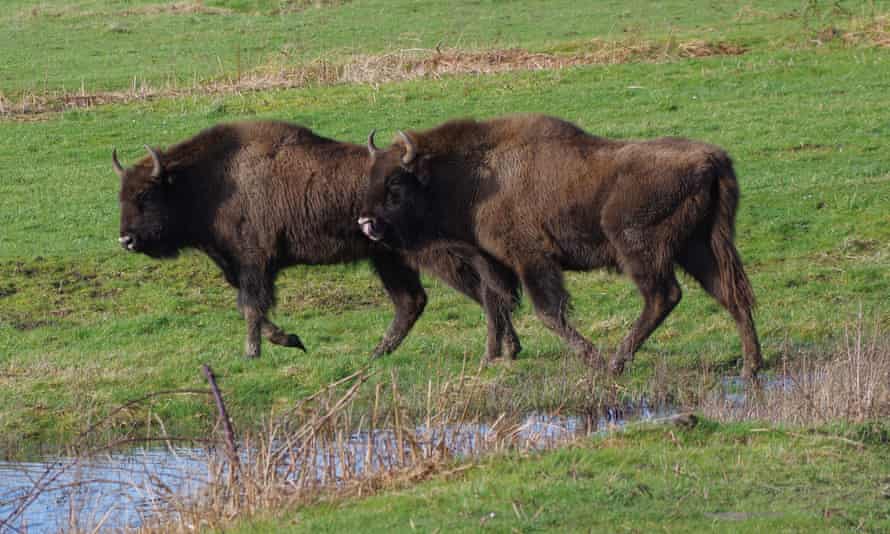 Wanted Uk Bison Rangers No Previous Experience Expected Wildlife The Guardian Wanted Uk Bison Rangers No Previous Experience Expected Wildlife The Guardian
