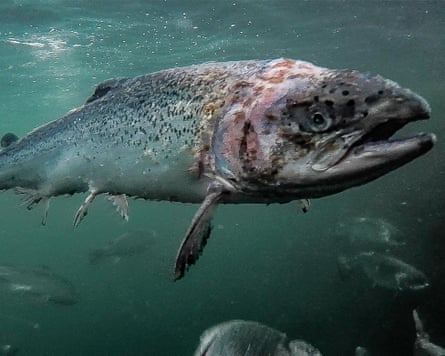 A fish in poor-looking condition